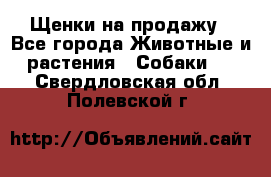 Щенки на продажу - Все города Животные и растения » Собаки   . Свердловская обл.,Полевской г.